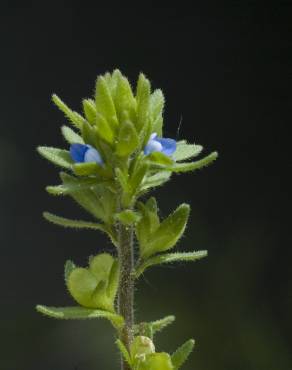 Fotografia 13 da espécie Veronica arvensis no Jardim Botânico UTAD