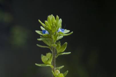 Fotografia da espécie Veronica arvensis