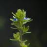 Fotografia 13 da espécie Veronica arvensis do Jardim Botânico UTAD