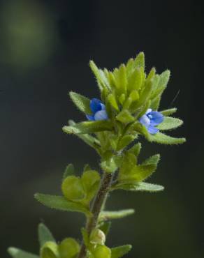 Fotografia 14 da espécie Veronica arvensis no Jardim Botânico UTAD