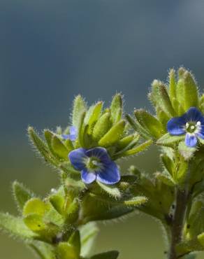 Fotografia 16 da espécie Veronica arvensis no Jardim Botânico UTAD