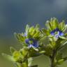 Fotografia 16 da espécie Veronica arvensis do Jardim Botânico UTAD