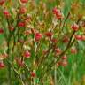 Fotografia 12 da espécie Vaccinium myrtillus do Jardim Botânico UTAD