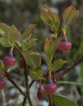 Fotografia 14 da espécie Vaccinium myrtillus no Jardim Botânico UTAD