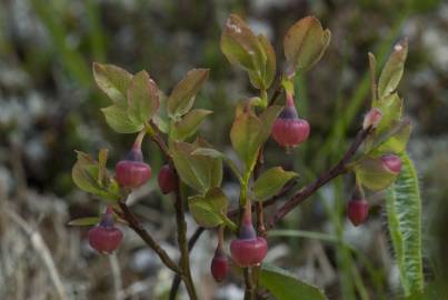 Fotografia da espécie Vaccinium myrtillus