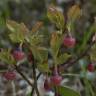 Fotografia 14 da espécie Vaccinium myrtillus do Jardim Botânico UTAD