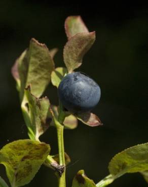 Fotografia 16 da espécie Vaccinium myrtillus no Jardim Botânico UTAD