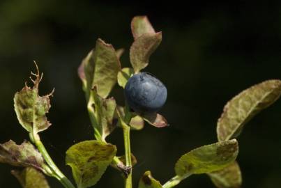 Fotografia da espécie Vaccinium myrtillus