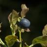 Fotografia 16 da espécie Vaccinium myrtillus do Jardim Botânico UTAD