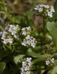 Valerianella echinata