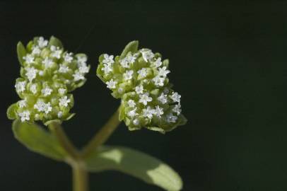 Fotografia da espécie Valerianella carinata