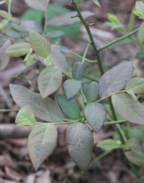 Fotografia 14 da espécie Vaccinium corymbosum no Jardim Botânico UTAD