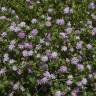 Fotografia 15 da espécie Trifolium resupinatum do Jardim Botânico UTAD