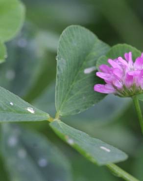 Fotografia 17 da espécie Trifolium resupinatum no Jardim Botânico UTAD