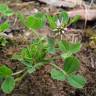 Fotografia 18 da espécie Trifolium resupinatum do Jardim Botânico UTAD