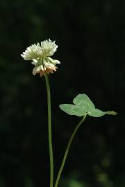 Fotografia da espécie Trifolium repens var. repens