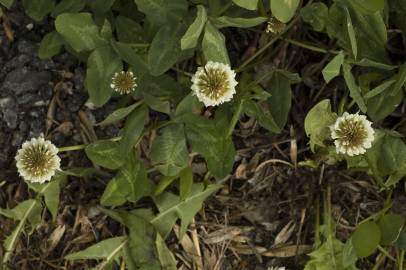 Fotografia da espécie Trifolium repens var. repens