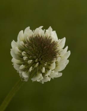 Fotografia 6 da espécie Trifolium repens var. repens no Jardim Botânico UTAD