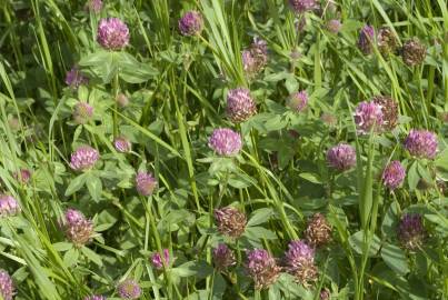 Fotografia da espécie Trifolium medium subesp. medium