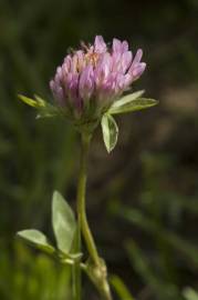 Fotografia da espécie Trifolium medium subesp. medium