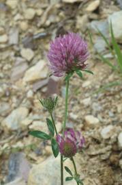 Fotografia da espécie Trifolium medium subesp. medium