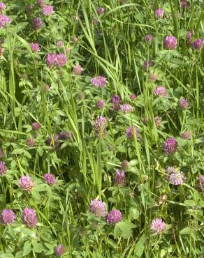 Fotografia 4 da espécie Trifolium medium subesp. medium no Jardim Botânico UTAD