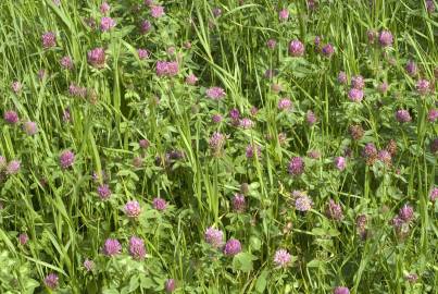 Fotografia da espécie Trifolium medium subesp. medium