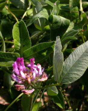 Fotografia 5 da espécie Trifolium medium subesp. medium no Jardim Botânico UTAD