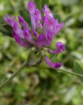 Fotografia 6 da espécie Trifolium medium subesp. medium no Jardim Botânico UTAD