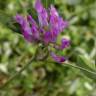Fotografia 6 da espécie Trifolium medium subesp. medium do Jardim Botânico UTAD