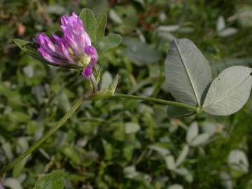 Fotografia da espécie Trifolium medium subesp. medium