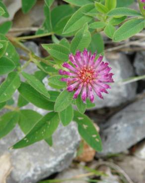 Fotografia 8 da espécie Trifolium medium subesp. medium no Jardim Botânico UTAD