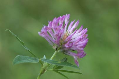 Fotografia da espécie Trifolium medium subesp. medium