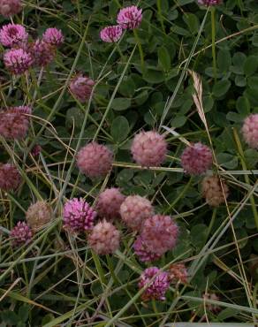 Fotografia 10 da espécie Trifolium fragiferum no Jardim Botânico UTAD