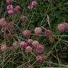Fotografia 10 da espécie Trifolium fragiferum do Jardim Botânico UTAD