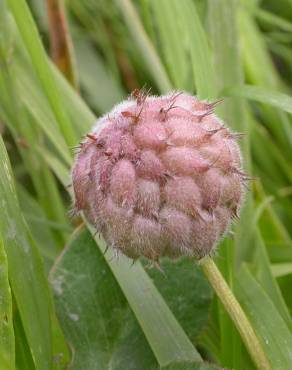 Fotografia 11 da espécie Trifolium fragiferum no Jardim Botânico UTAD