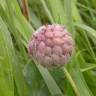 Fotografia 11 da espécie Trifolium fragiferum do Jardim Botânico UTAD