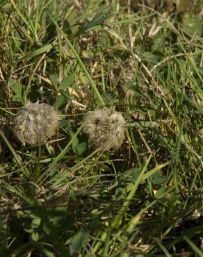 Fotografia 15 da espécie Trifolium fragiferum no Jardim Botânico UTAD