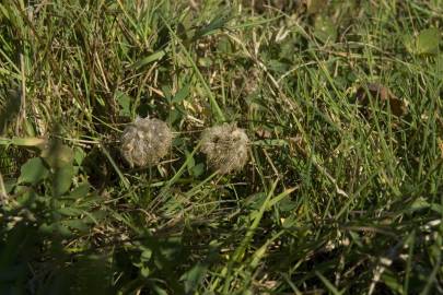 Fotografia da espécie Trifolium fragiferum