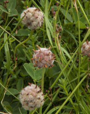 Fotografia 16 da espécie Trifolium fragiferum no Jardim Botânico UTAD