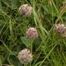 Fotografia 16 da espécie Trifolium fragiferum do Jardim Botânico UTAD