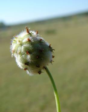 Fotografia 17 da espécie Trifolium fragiferum no Jardim Botânico UTAD