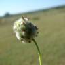 Fotografia 17 da espécie Trifolium fragiferum do Jardim Botânico UTAD