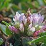 Fotografia 18 da espécie Trifolium fragiferum do Jardim Botânico UTAD