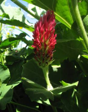 Fotografia 8 da espécie Trifolium incarnatum no Jardim Botânico UTAD