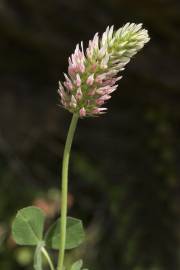 Fotografia da espécie Trifolium incarnatum