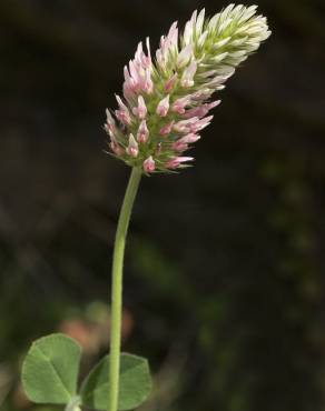 Fotografia 9 da espécie Trifolium incarnatum no Jardim Botânico UTAD