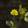 Fotografia 14 da espécie Trifolium dubium do Jardim Botânico UTAD