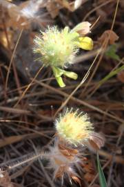 Fotografia da espécie Trifolium cherleri