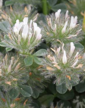 Fotografia 1 da espécie Trifolium cherleri no Jardim Botânico UTAD